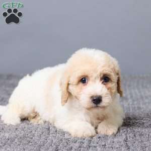 Kenny, Bich-Poo Puppy